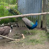 Pavone comune maschio