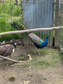 Pavone comune maschio