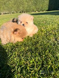 spitz nano-volpino di Pomerania Pedegre Enci