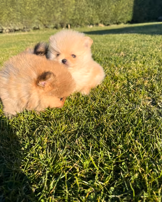 spitz nano-volpino di Pomerania Pedegre Enci