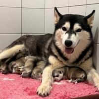 Meravigliosi cuccioli di SIBERIAN HUSKY