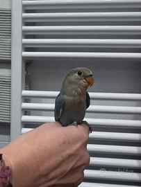 Inseparabili allevati a mano