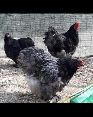 Galline galli Cocincina brama