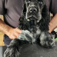 Cocker da riproduzione e accoppiamento