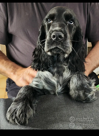 Cocker da riproduzione e accoppiamento