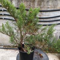 Bonsai prebonsai Ginepro