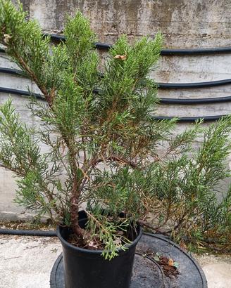 Bonsai prebonsai Ginepro