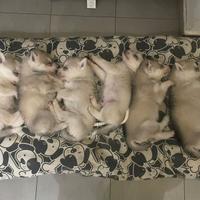 Cuccioli Siberian Husky alta genealogia