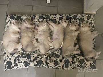 Cuccioli Siberian Husky alta genealogia