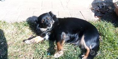 Cagnolina meticcia nera di taglia piccola