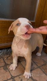 Cucciolo di pitbull
