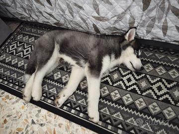 Disponibili due cuccioli Siberian husky puri