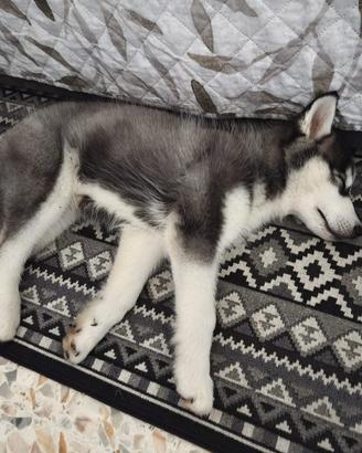 Disponibili due cuccioli Siberian husky puri