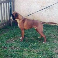 Boxer