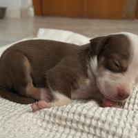 Cuccioli pitbull