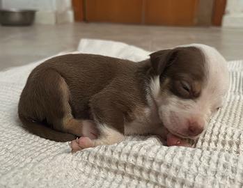 Cuccioli pitbull