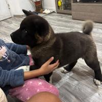 Akita americano femmina