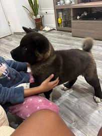 Akita americano femmina