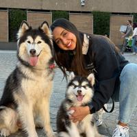 Cuccioli husky pedigree