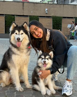Cuccioli husky pedigree