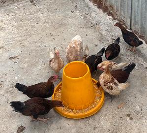 Galli di galline nane