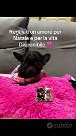 Chihuahua disponibili