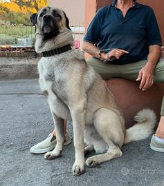 Kangal (pastore dell'Anatolia)