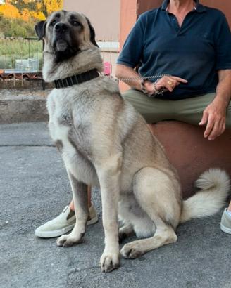 Kangal (pastore dell'Anatolia)