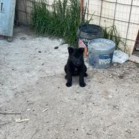 Cuccioli di pastore tedesco nero