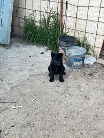 Cuccioli di pastore tedesco nero