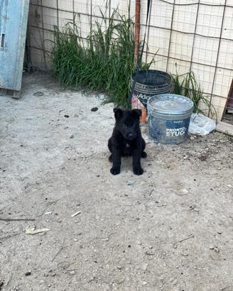 Cuccioli di pastore tedesco nero