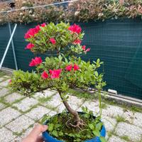Bonsai azalea satsuky
