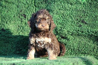 Cuccioli lagotto romagnolo