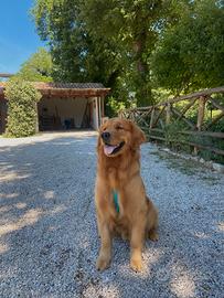 Golden Americano disponibile per monta