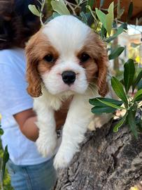 Cucciolo di Cavalier King Charles spaniel blenheim