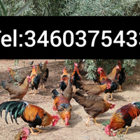 Galli Galline livornesi collo oro