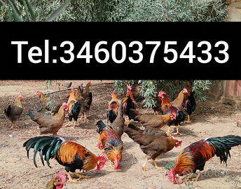 Galli Galline livornesi collo oro
