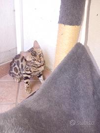 Gatto del bengala 