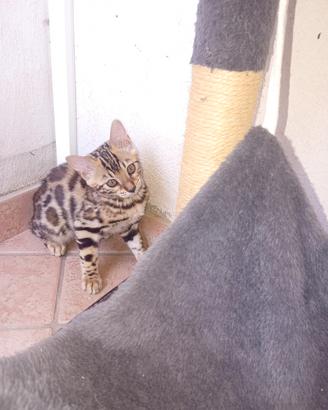 Gatto del bengala 