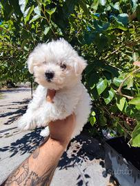 Maltipoo Cucciole