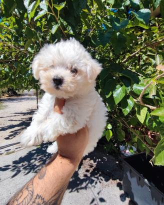 Maltipoo Cucciole