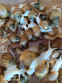 Lumache giganti africane (Lissachatina fulica)