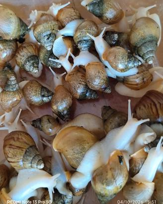 Lumache giganti africane (Lissachatina fulica)