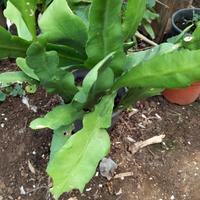 pianta 