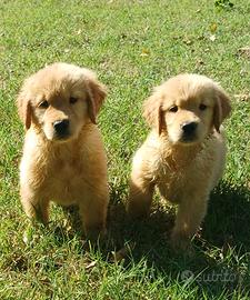 Golden Retriveer Americano Pedigree Enci
