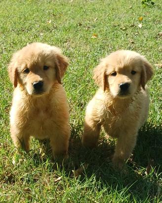 Golden Retriveer Americano Pedigree Enci