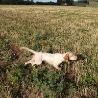 Cane da caccia setter