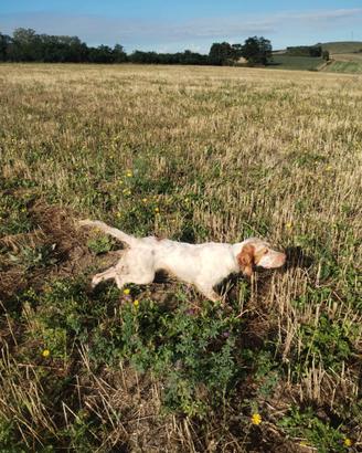 Cane da caccia setter