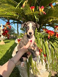 Cuccioli whippet