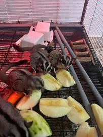 Petauro dello zucchero